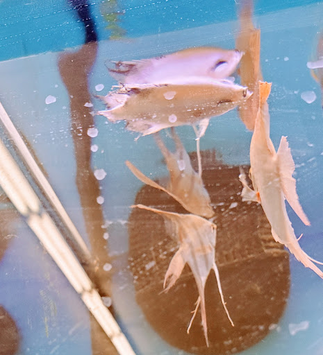 Pet Supply Store «Pet Supplies Plus», reviews and photos, 5555 Youngstown Warren Rd, Niles, OH 44446, USA