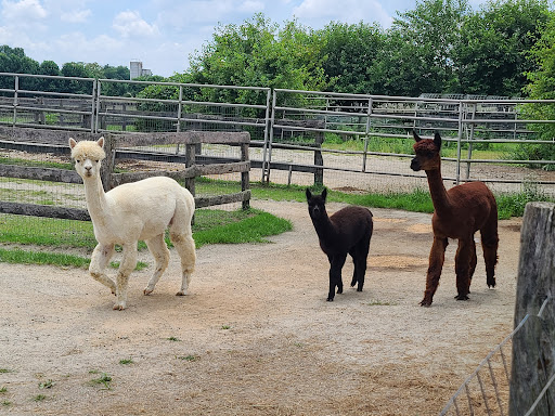 Farm «Painted Sky Alpaca Farm & Fiber Mill», reviews and photos, 95 Knight House Ln, Earleville, MD 21919, USA