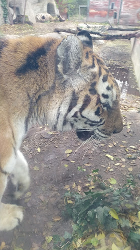 Budapest, Állatkerti krt. 6-12, 1146