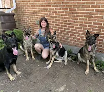 Urban Pet Sitting & Dog Walking LLC - Car repair in York, PA, York - Rated 5.0/5