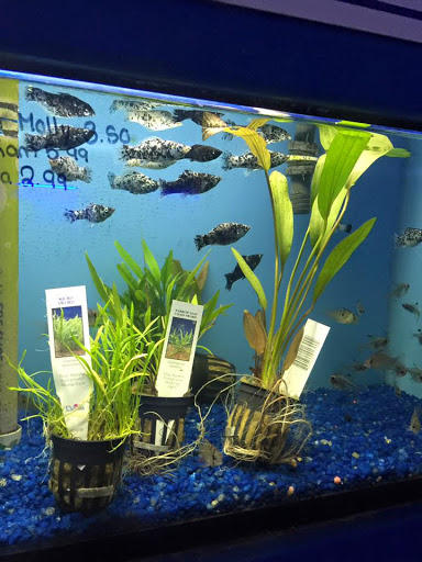 Tropical Fish Store «Aqua Mart Aquariums», reviews and photos, 1620 S Washington Ave, Titusville, FL 32780, USA