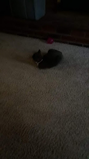 Pet Supply Store «PetSmart», reviews and photos, 12264 Chattanooga Plaza, Midlothian, VA 23112, USA