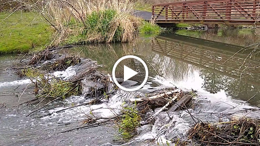 Nature Preserve «Beaverton Creek Wetlands Natural Area», reviews and photos, SW 153rd Dr, Beaverton, OR 97006, USA