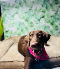 PRdise Pet Care - Photo 1 - Car repair in Gurabo, Puerto Rico, Carolina