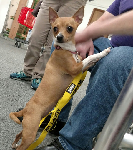 Pet Supply Store «Healthy Pet Center», reviews and photos, 775 New Loudon Rd, Latham, NY 12110, USA