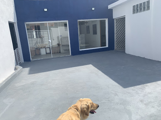 Clínica Veterinária - Internação 24 horas Pet Lui em São Paulo - SP