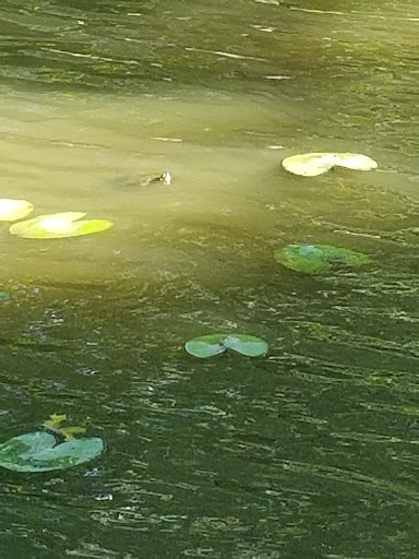 Park «Fords Park», reviews and photos, King Georges Rd, Woodbridge, NJ 07095, USA