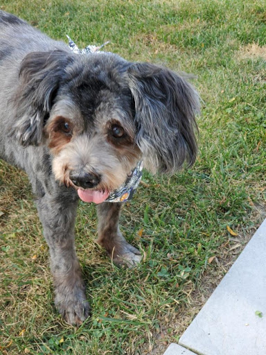 Pet Supply Store «Waterloo Feed & Pet Supply Inc», reviews and photos, 401 W 3rd St, Waterloo, IL 62298, USA