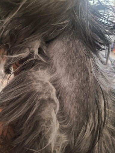 Pet Supply Store «PetSmart», reviews and photos, 1810 Cumming Hwy, Canton, GA 30114, USA