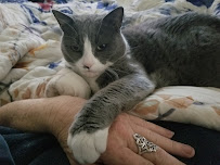 All My Love Pet Care - Photo 4 - Car repair in Richmond, CA, San Francisco