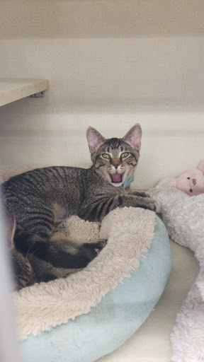 Pet Supply Store «Petco Animal Supplies», reviews and photos, 1009 E Commercial Blvd, Oakland Park, FL 33334, USA