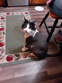 Hairy Paws Day Center - Photo 6 - Car repair in Saginaw, MI, Saginaw