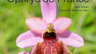 Ophrys de France à Saint-Martin-de-Londres
