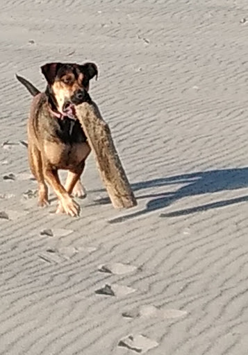 Horse Boarding Stable «Green Acres Beach & Trail Rides», reviews and photos, 5985 Pacific Ave, Cloverdale, OR 97112, USA