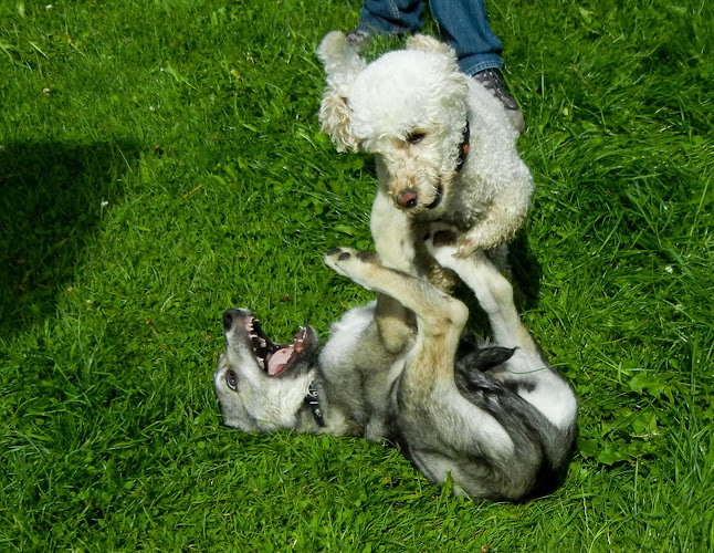 Kommentare und Rezensionen über Hundeschule Lakota