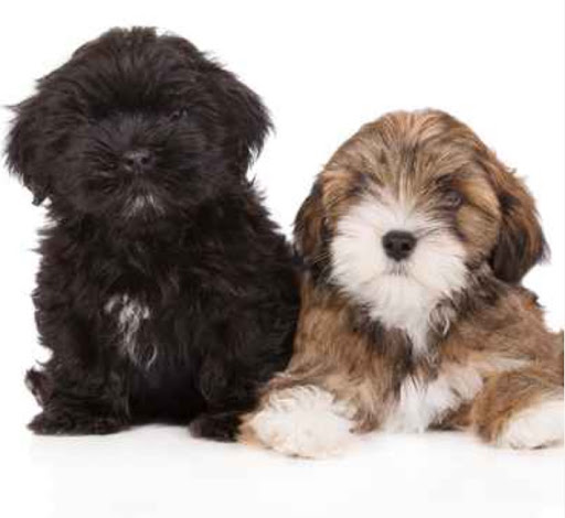 Pet Store «Pet Express», reviews and photos, 100 Independence Way, Danvers, MA 01923, USA