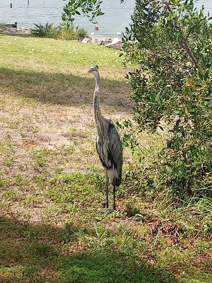 Anclote River Park - photo 9