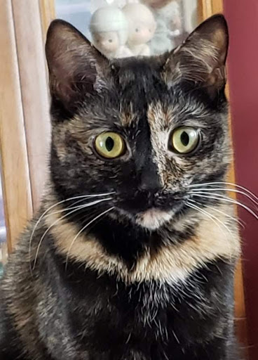 Pet Supply Store «PetSmart», reviews and photos, 3425 Amelia Dr, Orchard Park, NY 14127, USA