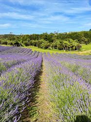 Waihi Lavender Farm