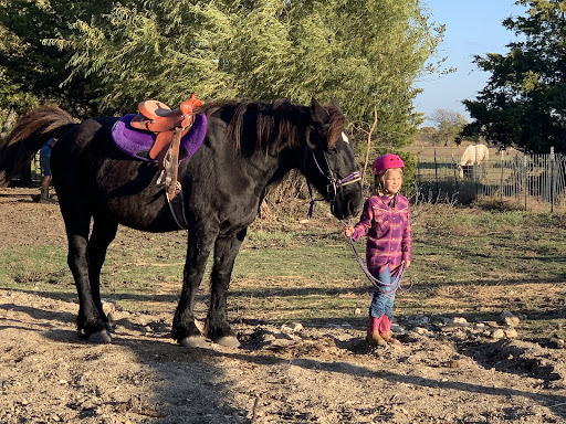 Horse riding field Mesquite