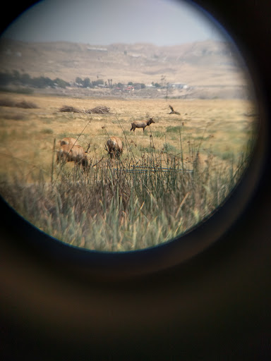 Tule Elk State Reserve