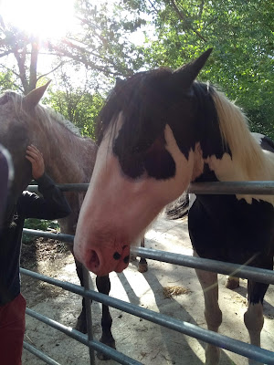 Poney Club à Herbeys