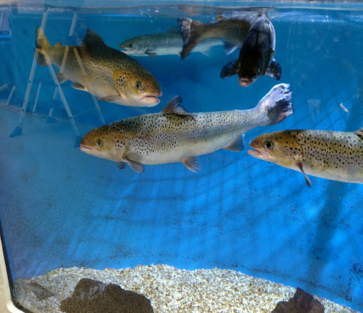 Aquarium «Woods Hole Science Aquarium», reviews and photos, 166 Water St, Woods Hole, MA 02543, USA