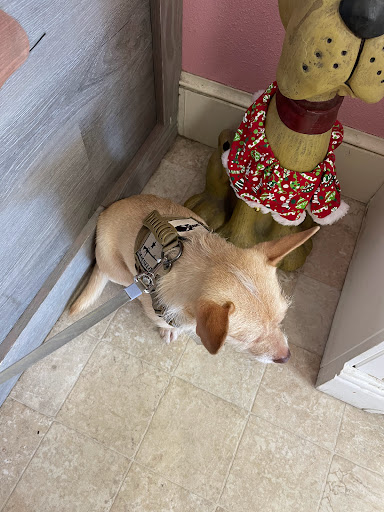 Pet Groomer «Furry Tails Pet Grooming», reviews and photos, 865 Cypress Pkwy, Poinciana, FL 34759, USA