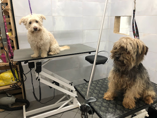 Pensioni per cani e dog hotel a Secret Zoo