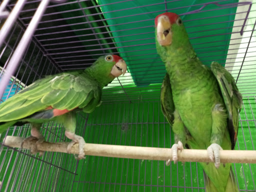 Pet Store «Inez Pet Shop», reviews and photos, 3825 Whittier Blvd, Los Angeles, CA 90023, USA