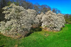 Magnolia Collection of Boerner Gardens image
