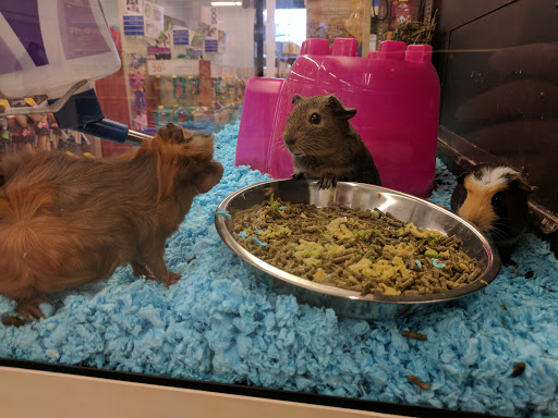 Pet Supply Store «PetSmart», reviews and photos, 19075 Interstate 45 S, Shenandoah, TX 77385, USA