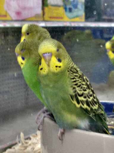 Pet Store «Petland», reviews and photos, 415 Mary Esther Cut Off NW G, Fort Walton Beach, FL 32548, USA