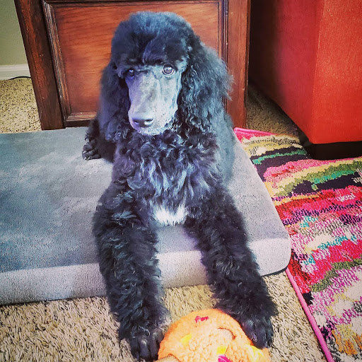 Pet Supply Store «Petco Animal Supplies», reviews and photos, 5843 N Elizabeth St, Pueblo, CO 81008, USA