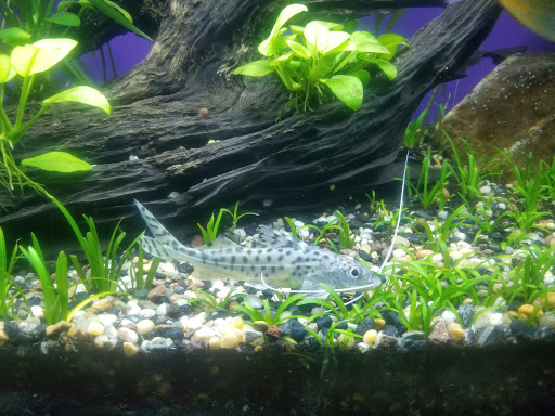 Tropical Fish Store «Arizona Nature Aquatics», reviews and photos, 3518 N Country Club Rd, Tucson, AZ 85716, USA