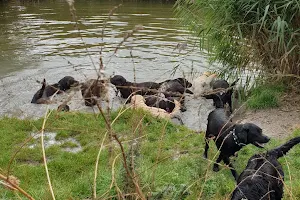 HondenSpeelPlaats Duinvallei image