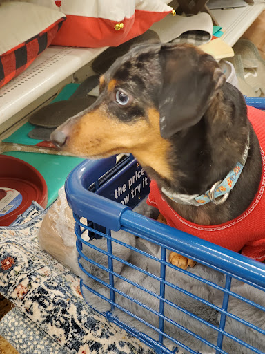 Department Store «HomeGoods», reviews and photos, 3501 W Genesee St, Camillus, NY 13031, USA