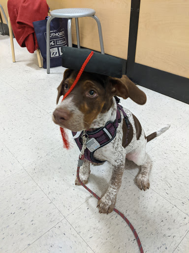 Pet Supply Store «PetSmart», reviews and photos, 30 Malphrus Rd, Bluffton, SC 29910, USA