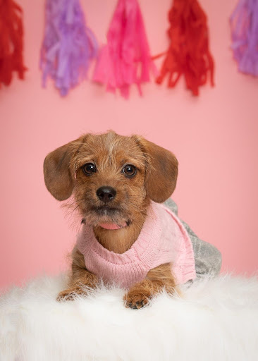 Pet Store «PetSaver Healthy Pet Superstore (Brighton Location)», reviews and photos, 2947 Monroe Ave, Rochester, NY 14618, USA