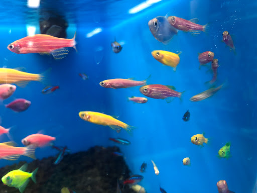 Pet Store «Pet Supermarket», reviews and photos, 12576 SW 8th St, Miami, FL 33184, USA