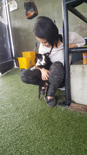 Dog Day Care Center «The Bowhaus Pet Company», reviews and photos, 2472 E Colorado Blvd, Pasadena, CA 91107, USA