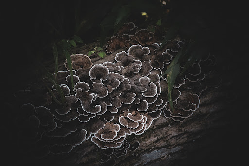 Nature Preserve «Beanblossom Bottoms Nature Preserve - Sycamore Land Trust», reviews and photos, N Woodall Rd, Ellettsville, IN 47429, USA