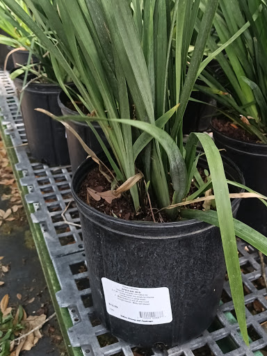 Plant Nursery «Wilcox Nursery», reviews and photos, 12501 Indian Rocks Rd, Largo, FL 33774, USA