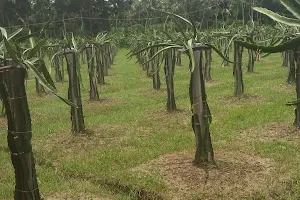 Raruli Sundarban Park image