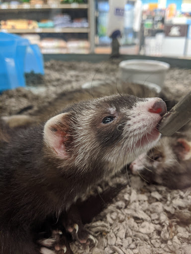 Pet Supply Store «Petco Animal Supplies», reviews and photos, 15895 Pines Blvd, Pembroke Pines, FL 33028, USA