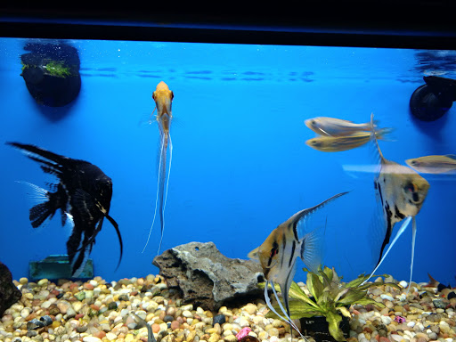 Pet Store «Gaiser Pets», reviews and photos, 714 Plumas St, Yuba City, CA 95991, USA