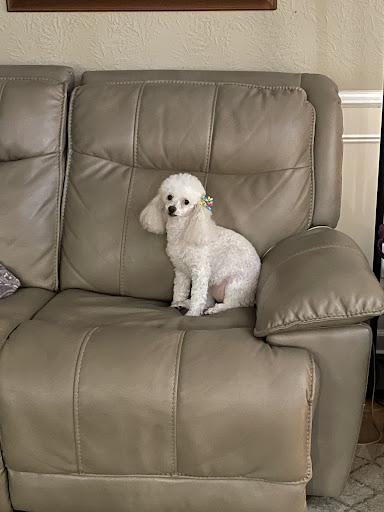 Pet Supply Store «PetSmart», reviews and photos, 5722 Fairmont Pkwy, Pasadena, TX 77505, USA