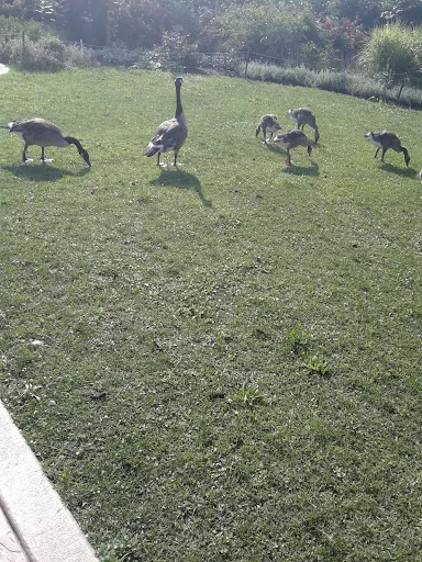 Movie Theater «AMC Chicago Ridge 6», reviews and photos, 500 Chicago