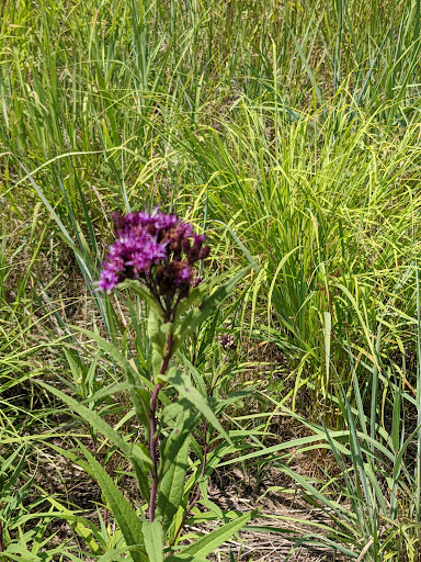 Nature Preserve «Rock Run Preserve - Paul V. Nichols Access», reviews and photos, Essington Rd, Joliet, IL 60435, USA