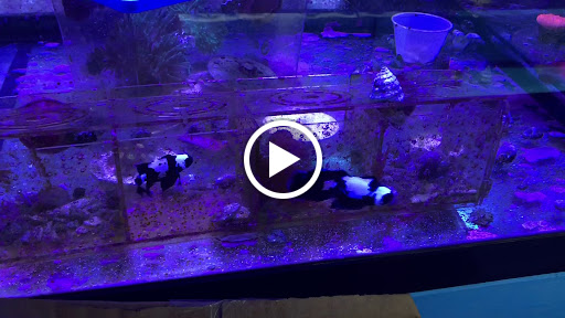 Tropical Fish Store «KHC Aquarium», reviews and photos, 150-1 Northern Blvd, Flushing, NY 11354, USA